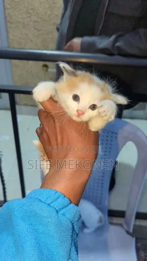 Photo - 1-3 months Male Purebred Abyssinian