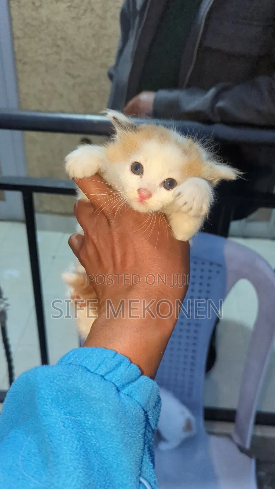 1-3 months Male Purebred Abyssinian