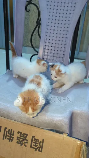 1-3 months Male Purebred Abyssinian