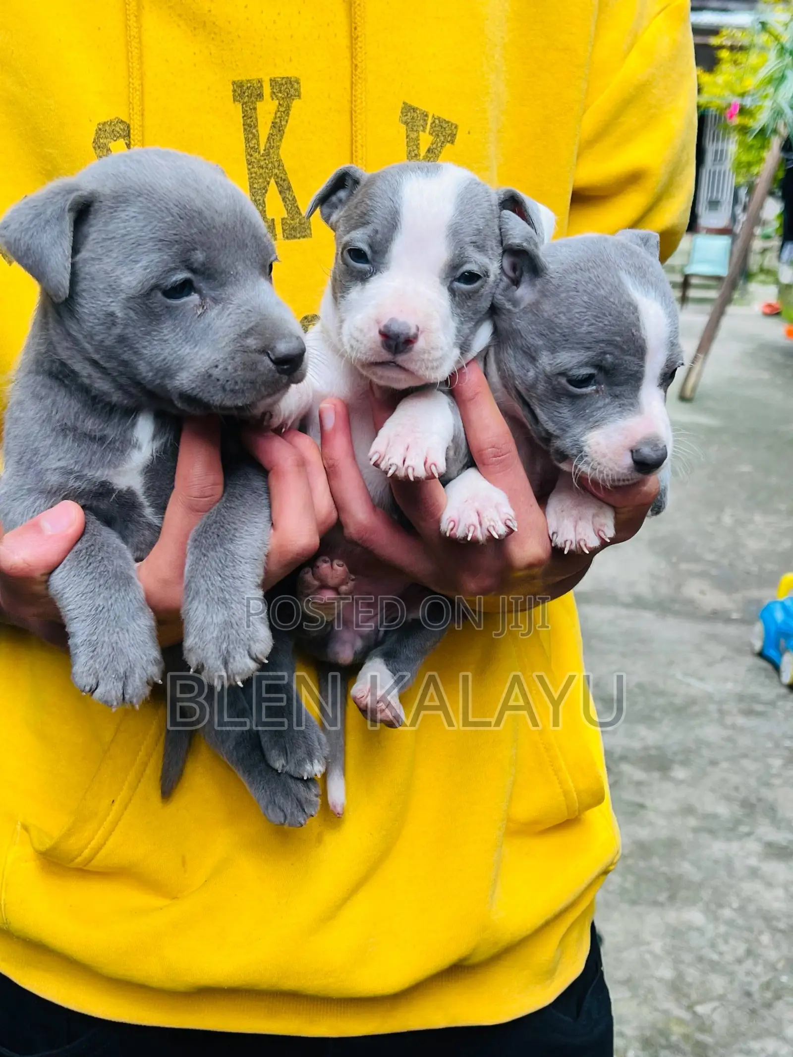 1-3 months Female Purebred American Pit Bull Terrier