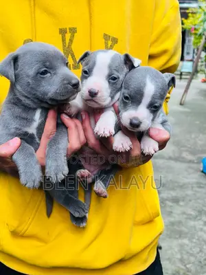 1-3 months Female Purebred American Pit Bull Terrier