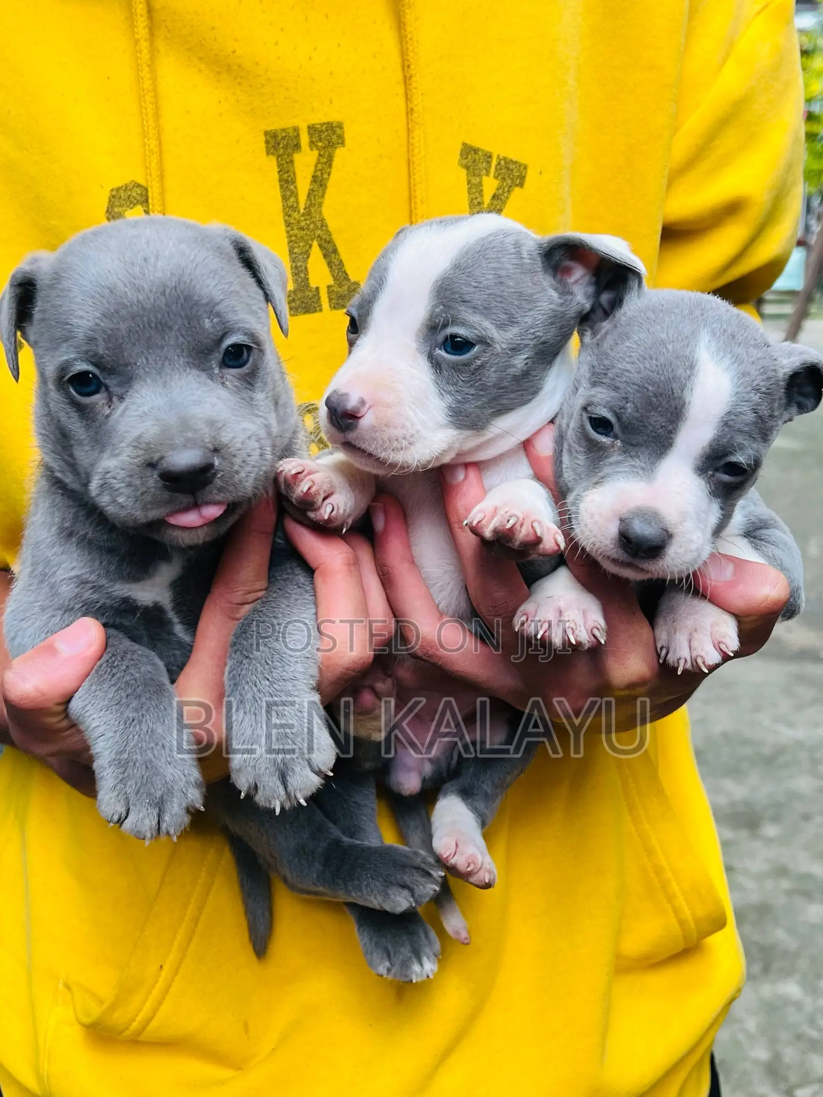 1-3 months Female Purebred American Pit Bull Terrier