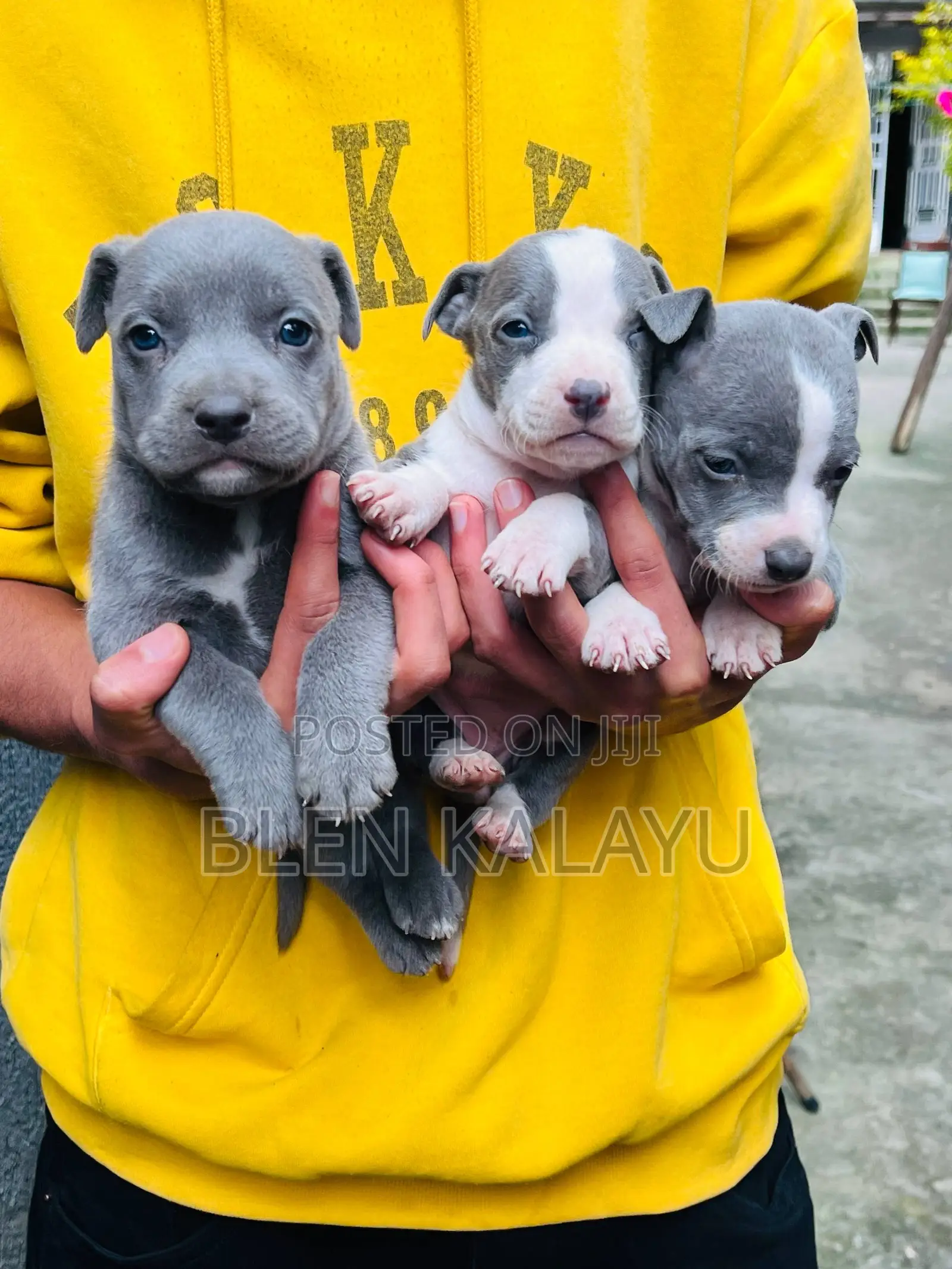 1-3 months Female Purebred American Pit Bull Terrier