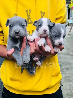 Photo - 1-3 months Female Purebred American Pit Bull Terrier