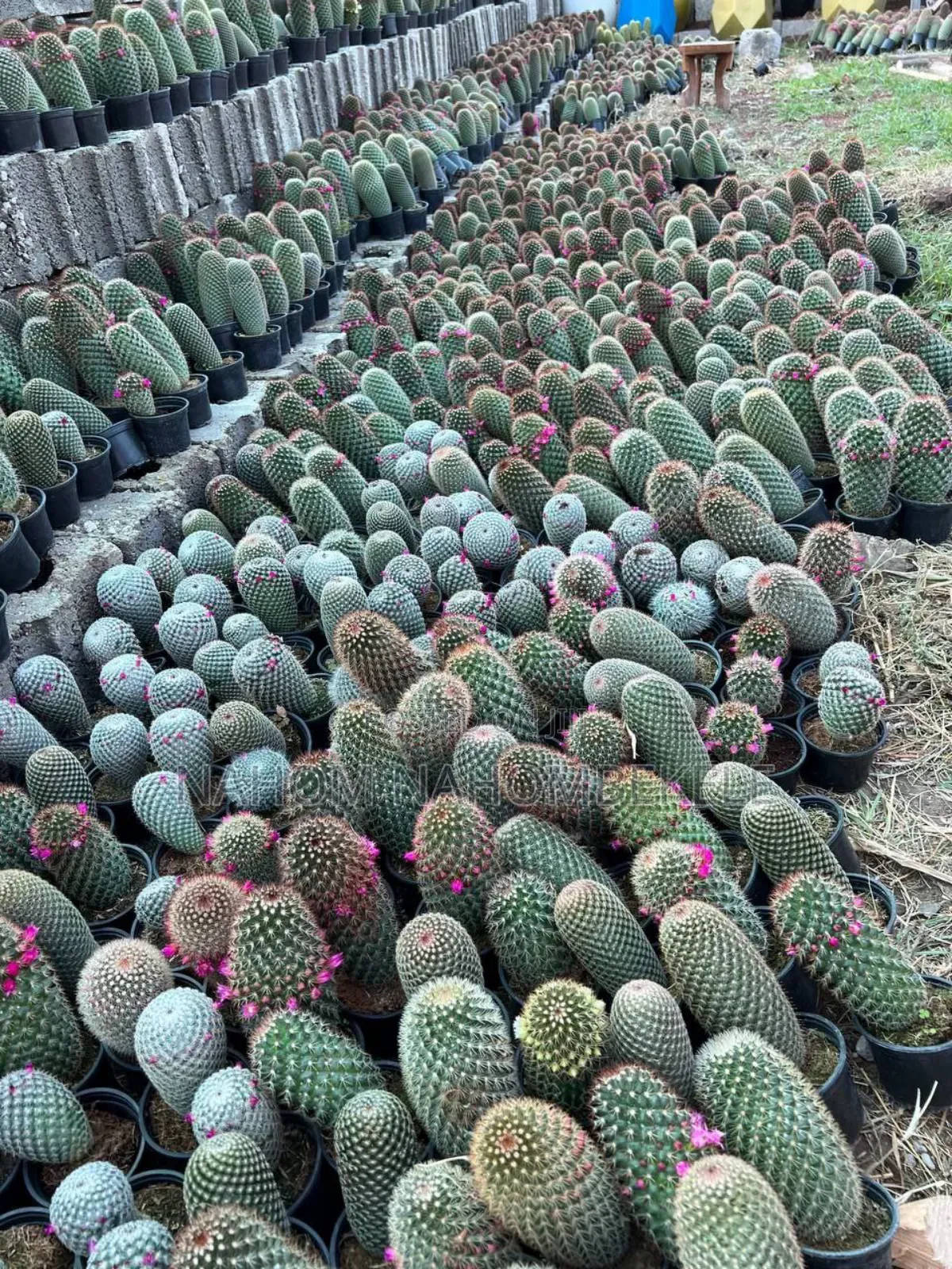 Discover the Beauty of Cacti!