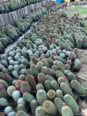 Discover the Beauty of Cacti!