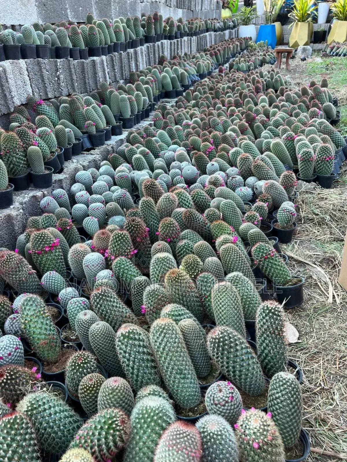 Discover the Beauty of Cacti!