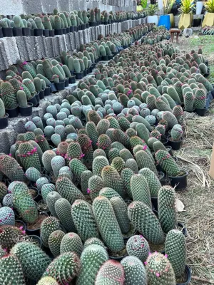 Discover the Beauty of Cacti!
