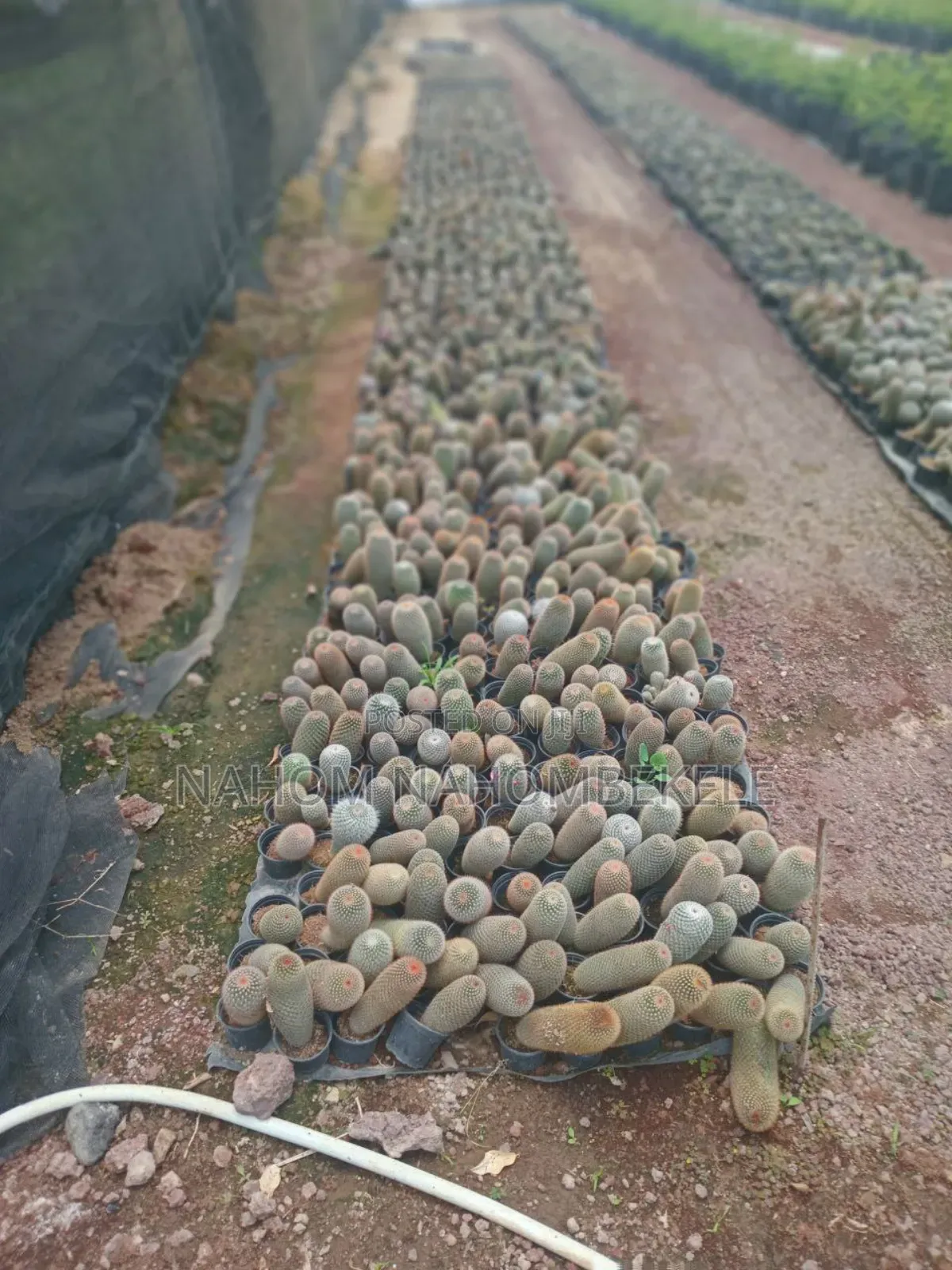 Discover the Beauty of Cacti!