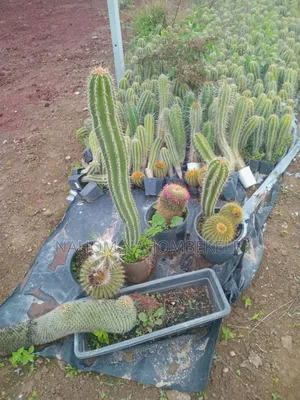 Discover the Beauty of Cacti!
