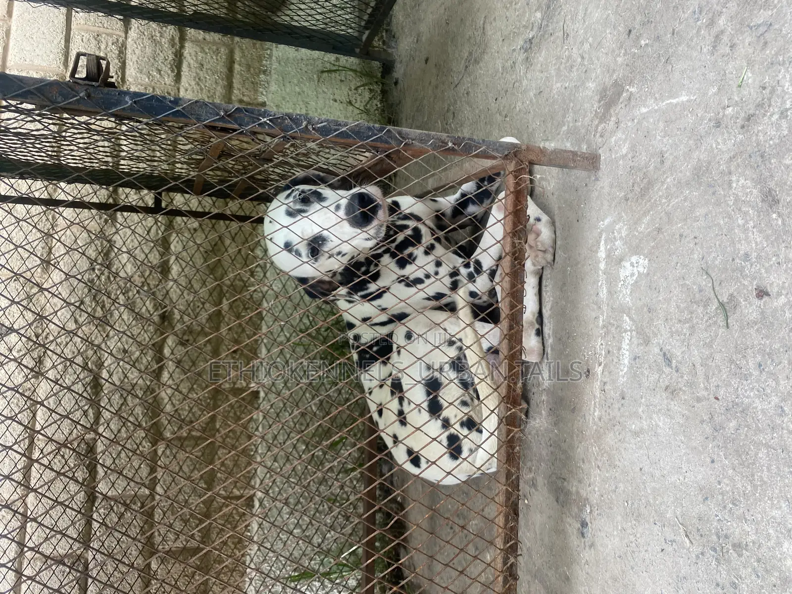 6-12 months Female Purebred Dalmatian