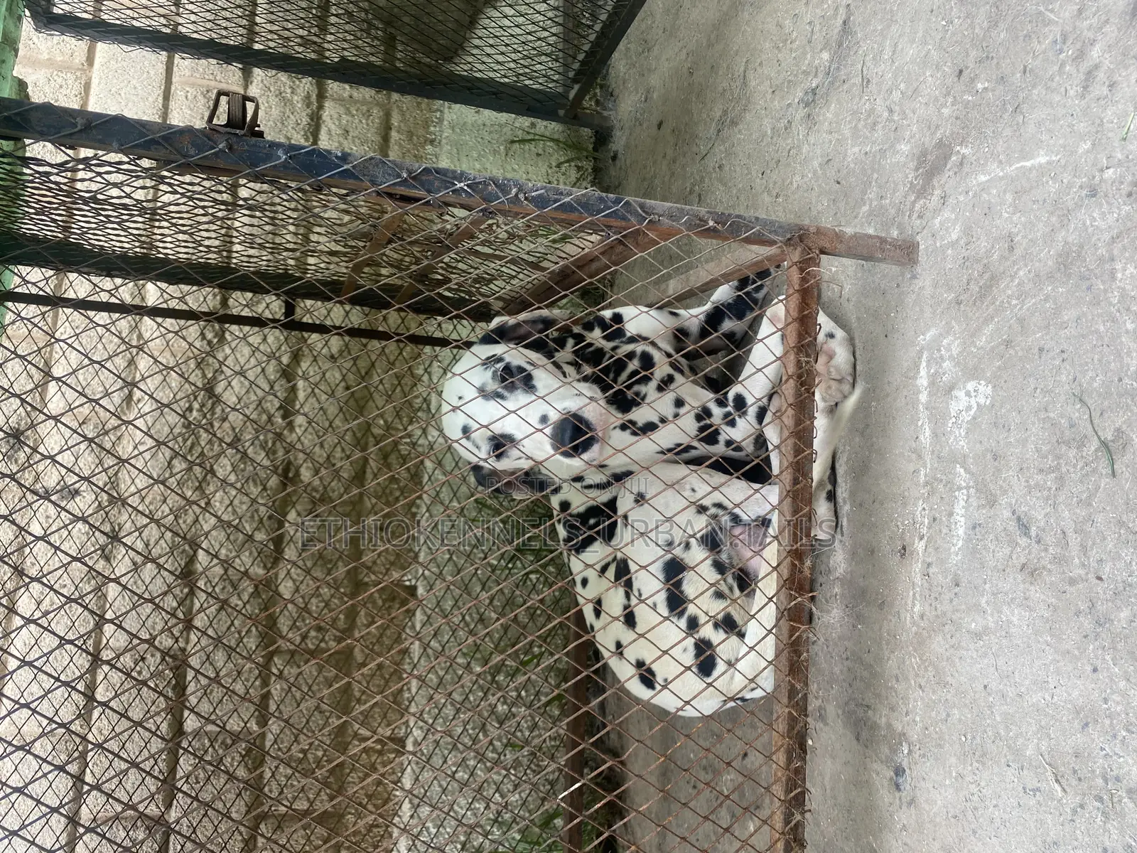 6-12 months Female Purebred Dalmatian
