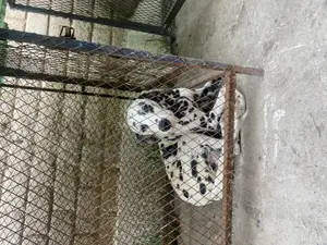 6-12 months Female Purebred Dalmatian