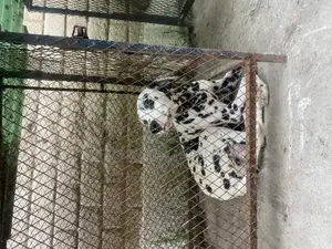6-12 months Female Purebred Dalmatian