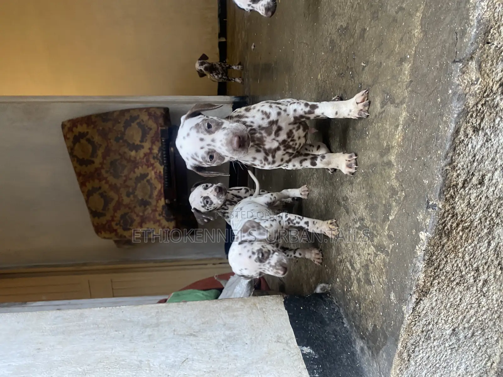 1-3 months Male Purebred Dalmatian