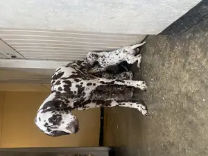 1-3 months Male Purebred Dalmatian