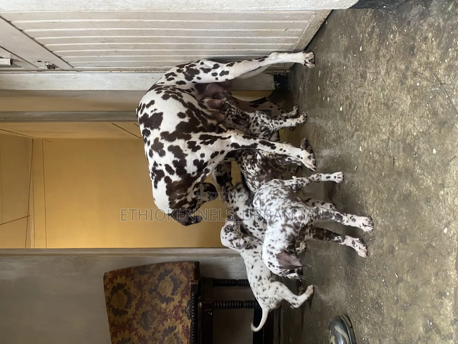 1-3 months Male Purebred Dalmatian