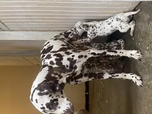 Photo - 1-3 months Male Purebred Dalmatian