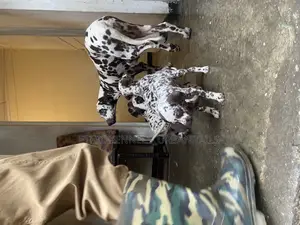 1-3 months Male Purebred Dalmatian