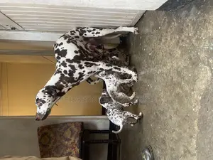 1-3 months Male Purebred Dalmatian