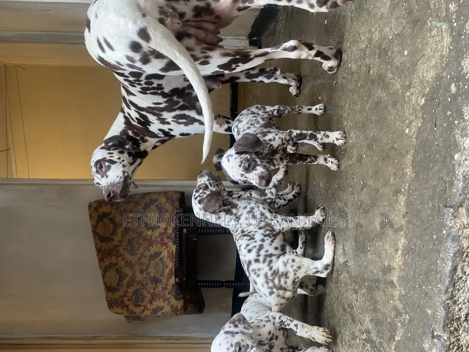1-3 months Male Purebred Dalmatian