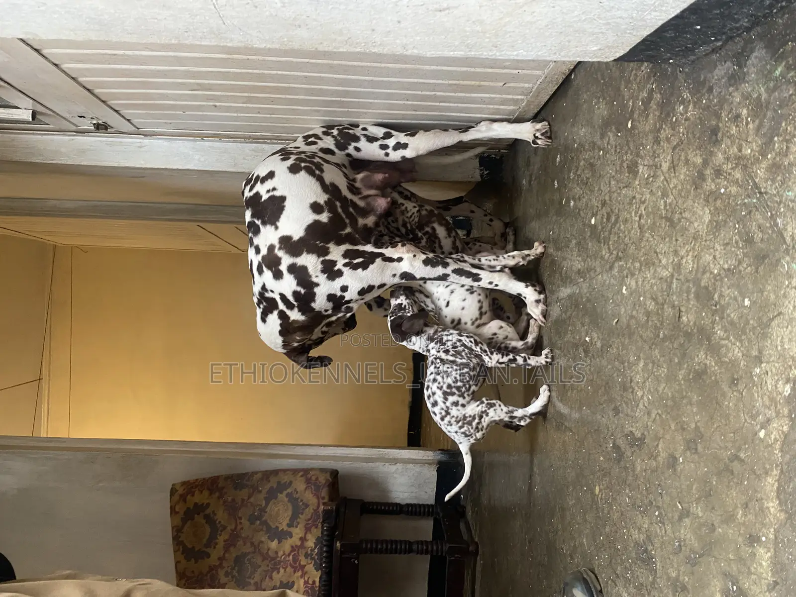 1-3 months Male Purebred Dalmatian