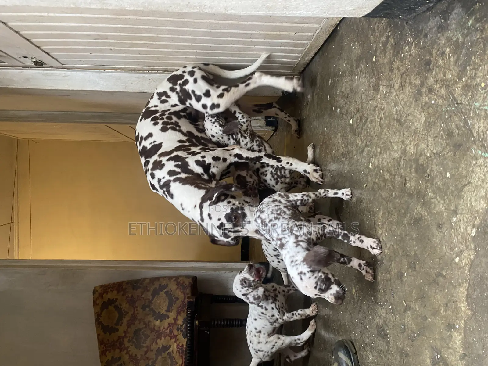 1-3 months Male Purebred Dalmatian