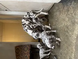 1-3 months Male Purebred Dalmatian