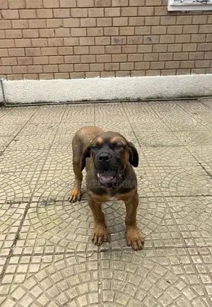 Photo - 1-3 months Male Purebred Boerboel