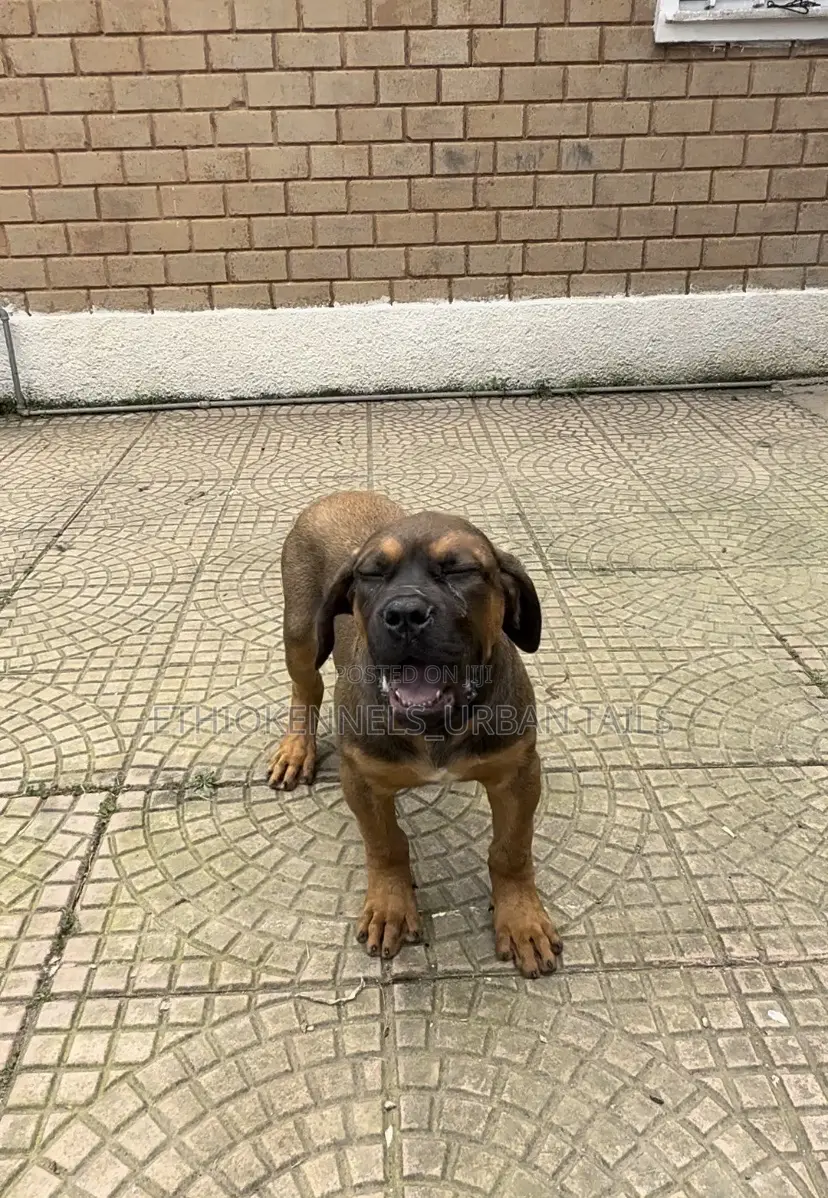 1-3 months Male Purebred Boerboel