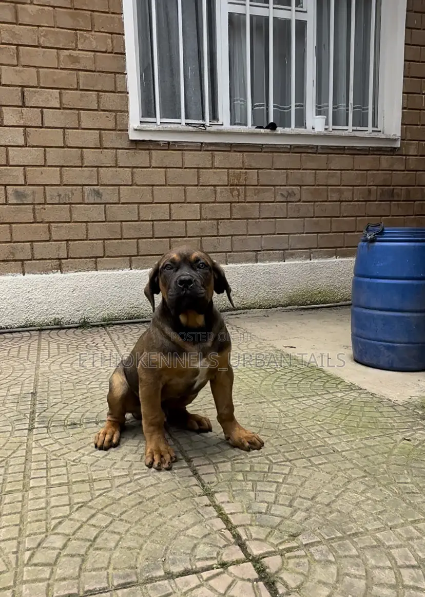 1-3 months Male Purebred Boerboel