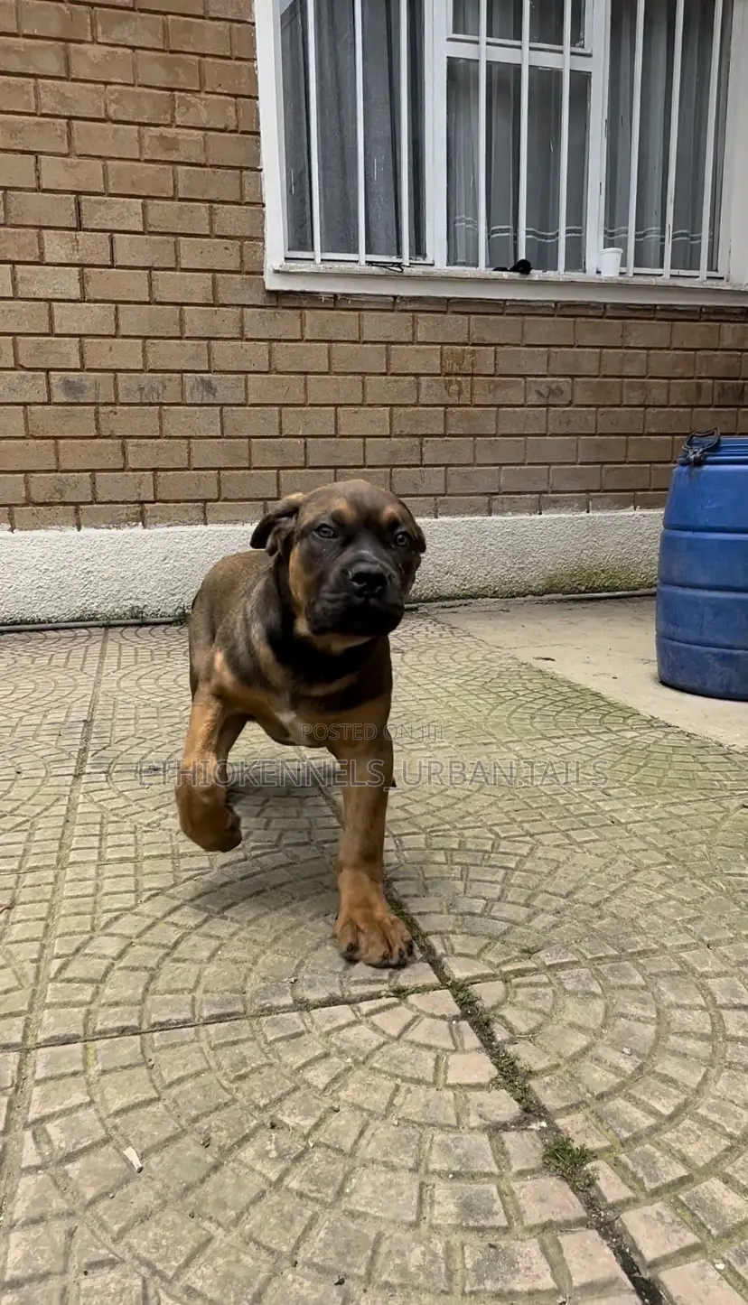 1-3 months Male Purebred Boerboel