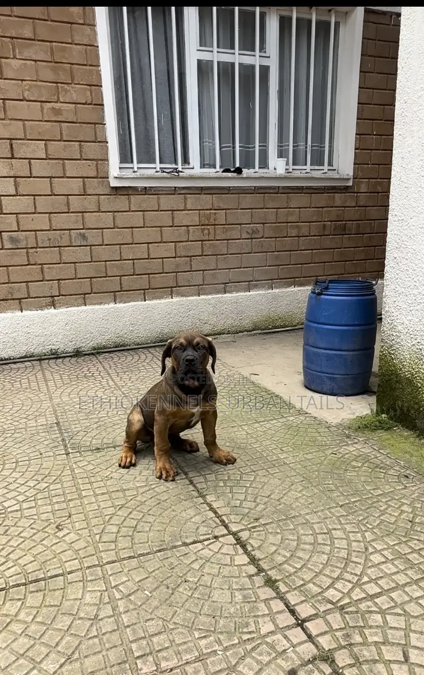 1-3 months Male Purebred Boerboel