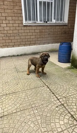 1-3 months Male Purebred Boerboel
