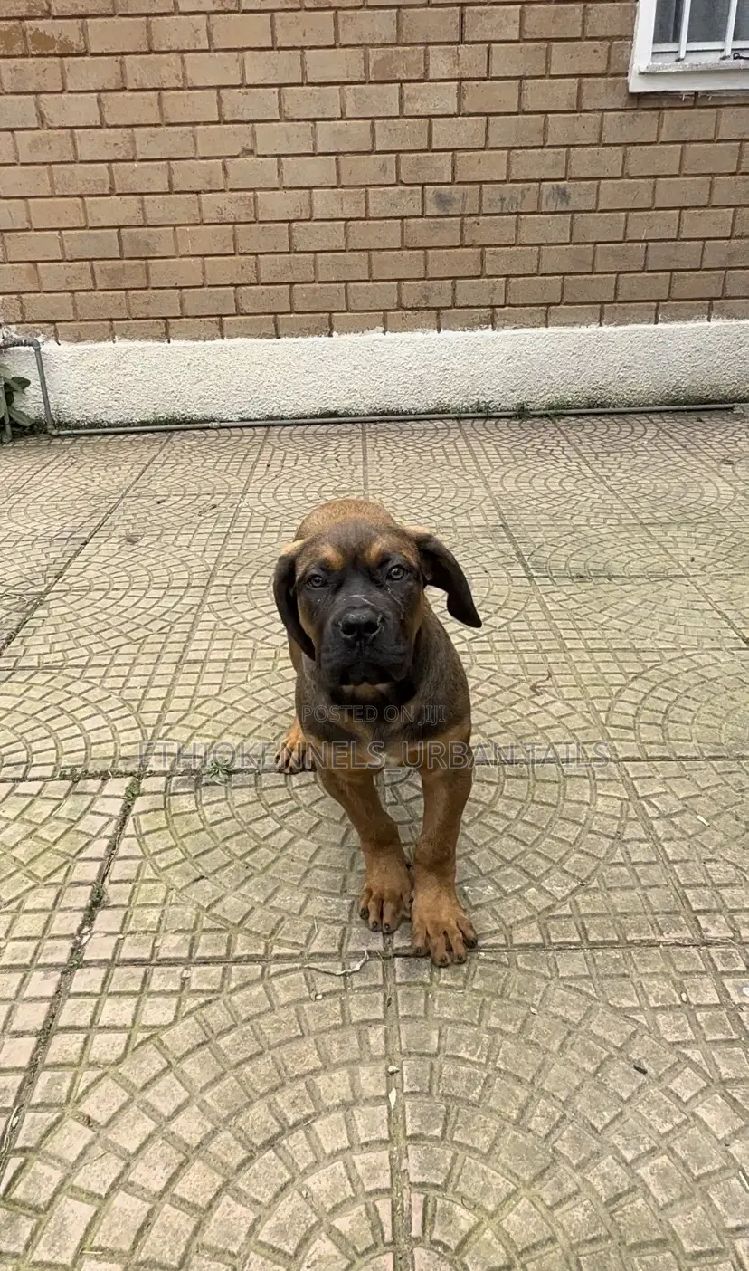 1-3 months Male Purebred Boerboel