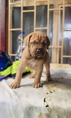 Photo - 1-3 months Male Purebred Boerboel