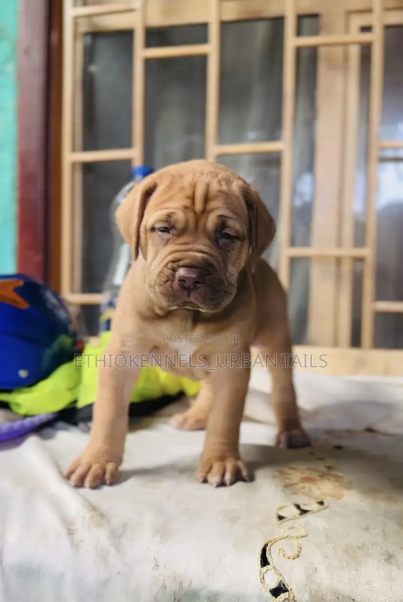 1-3 months Male Purebred Boerboel