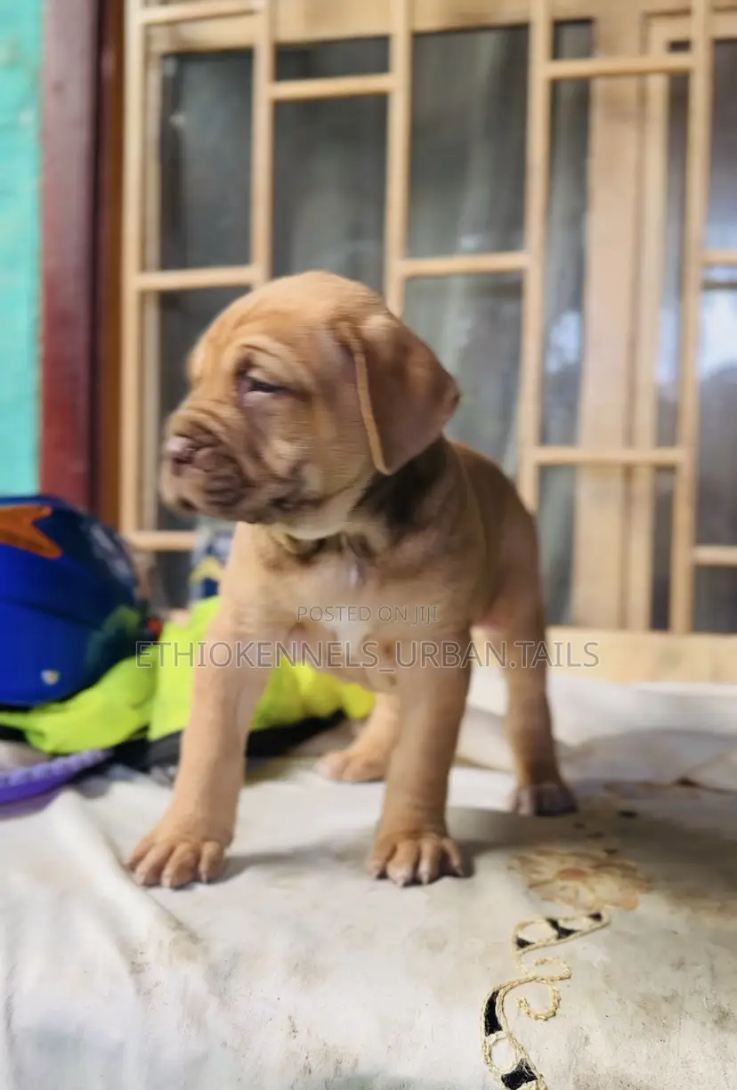 1-3 months Male Purebred Boerboel