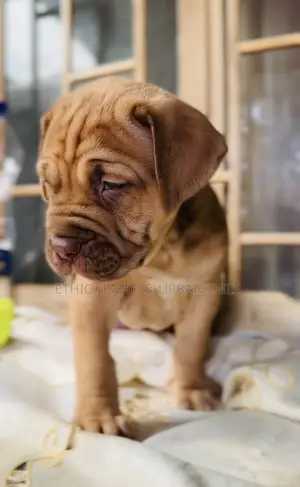 1-3 months Male Purebred Boerboel