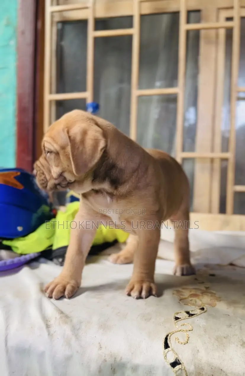 1-3 months Male Purebred Boerboel