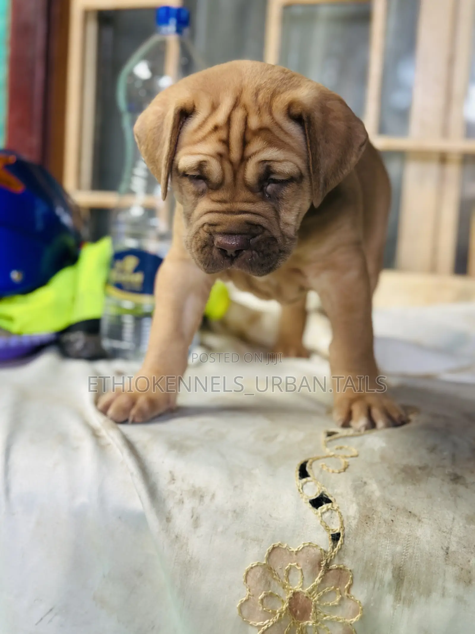 1-3 months Male Purebred Boerboel