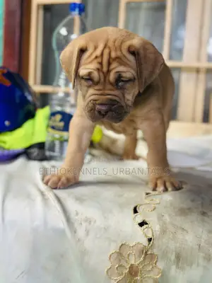 1-3 months Male Purebred Boerboel