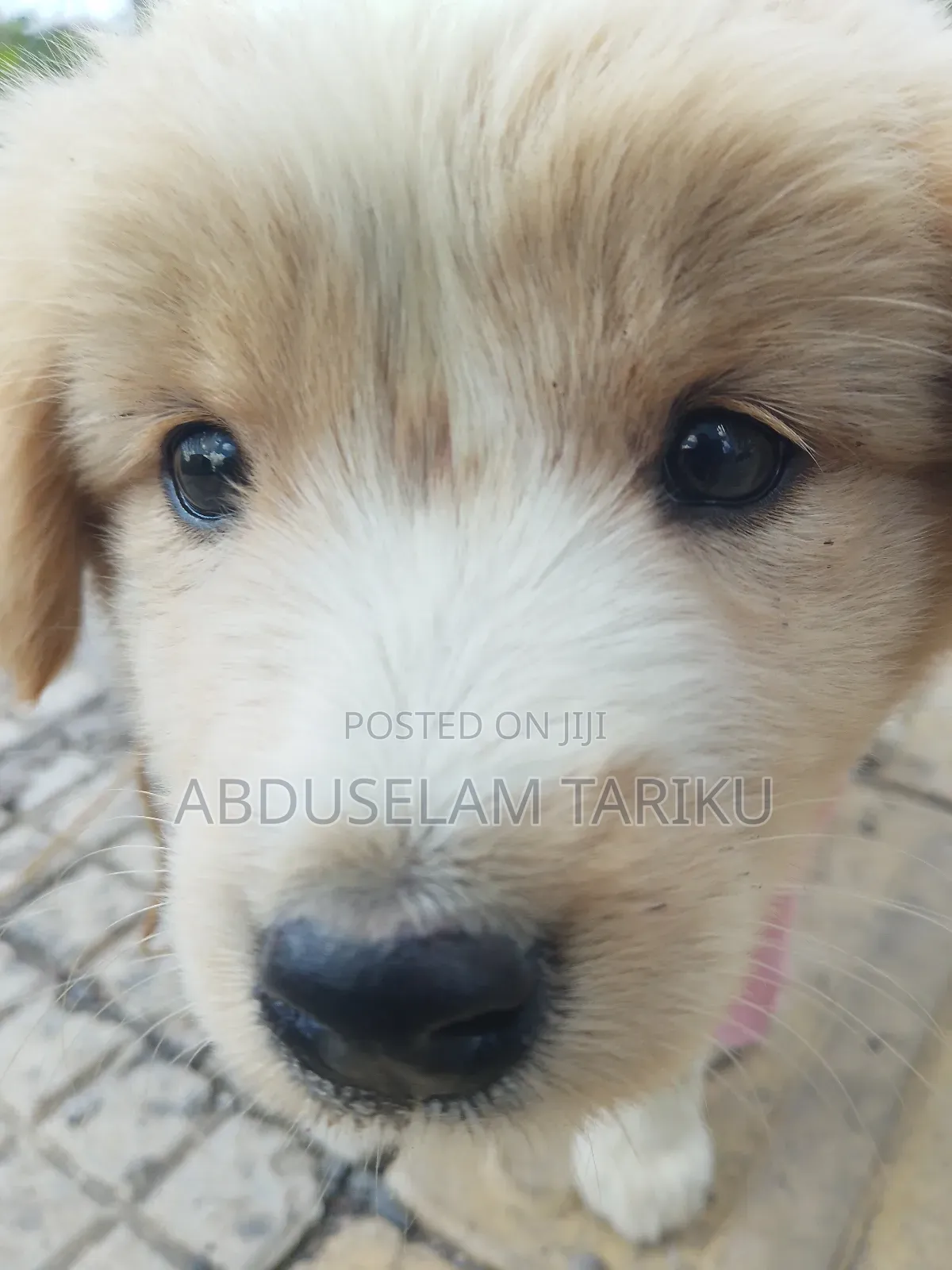 Doctor Of Veterinary Medicine