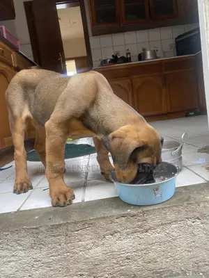 1-3 months Male Purebred Boerboel