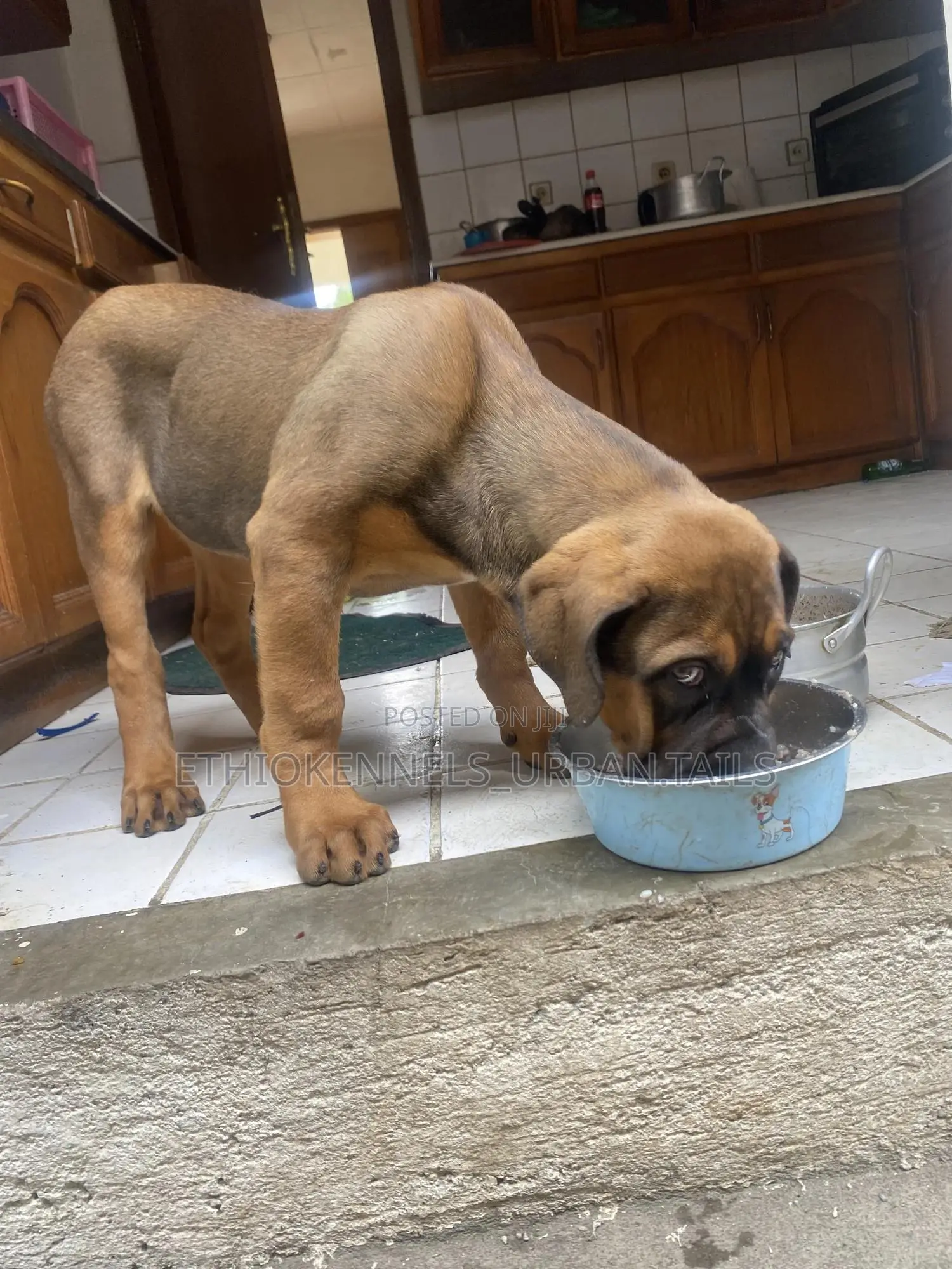 1-3 months Male Purebred Boerboel