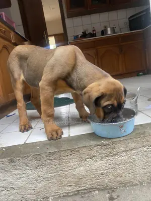 Photo - 1-3 months Male Purebred Boerboel