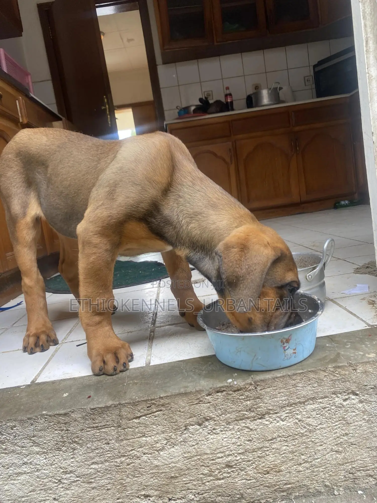 1-3 months Male Purebred Boerboel