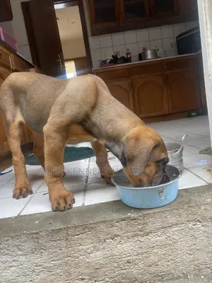 1-3 months Male Purebred Boerboel