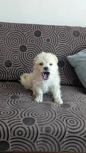 1-3 months Male Purebred Maltese