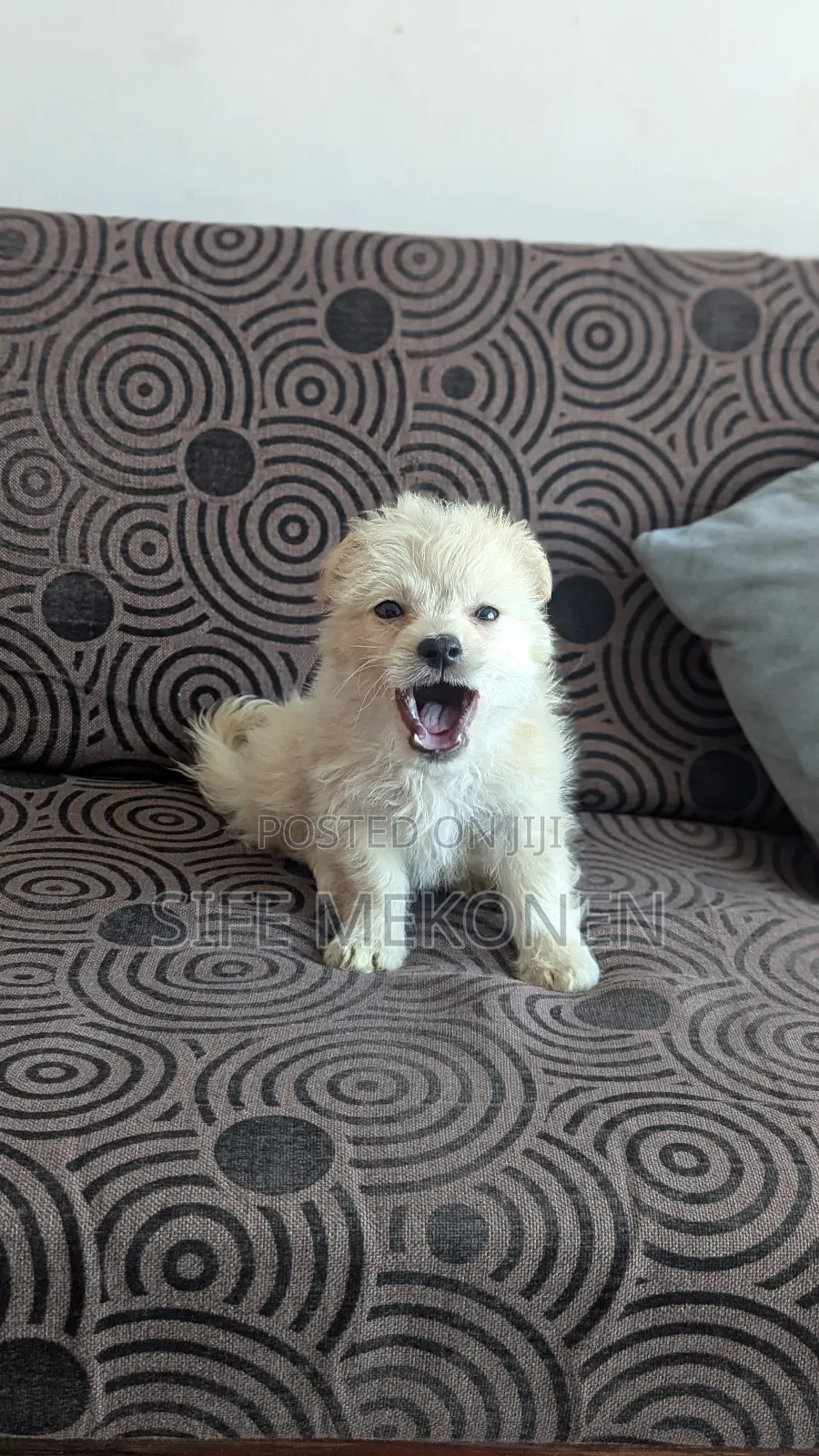 1-3 months Male Purebred Maltese